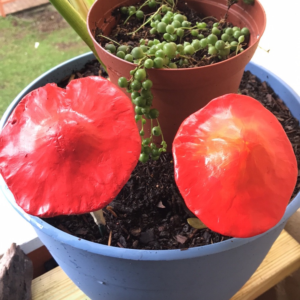 MUSHROOM 🍄 GARDEN STAKE TALISMAN ALGIZ RUNE ✨ - Picture 4 of 16